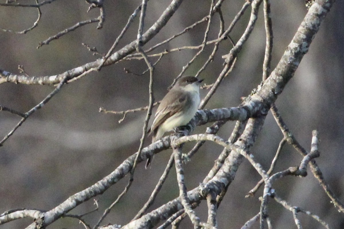 Eastern Phoebe - ML398440031