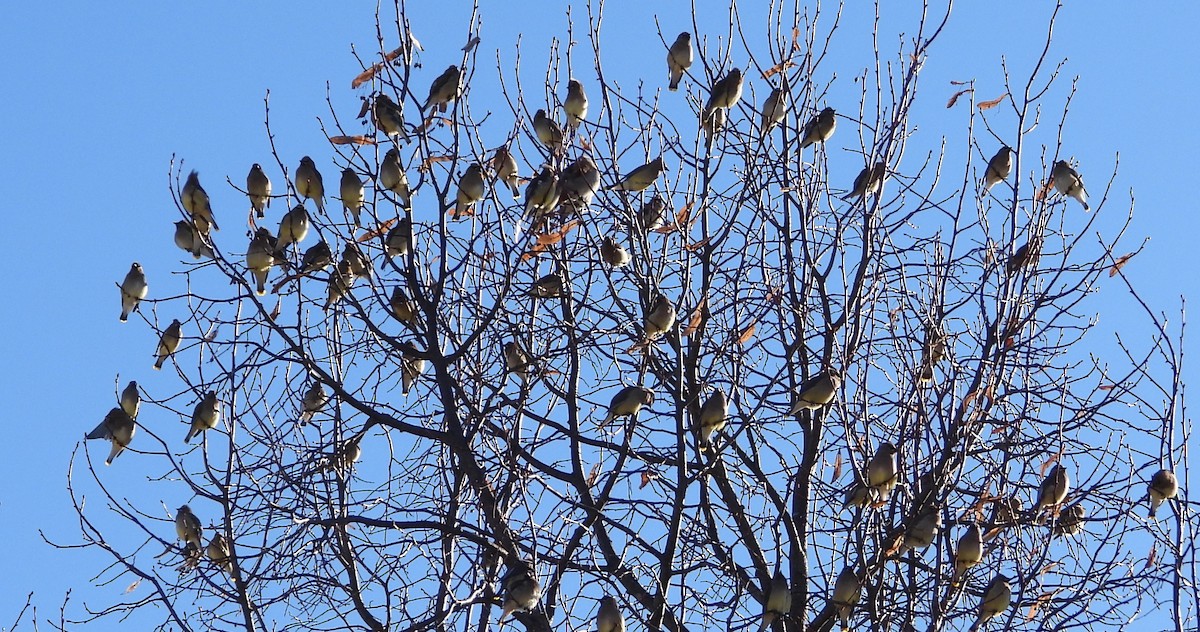 brkoslav severní - ML398440551