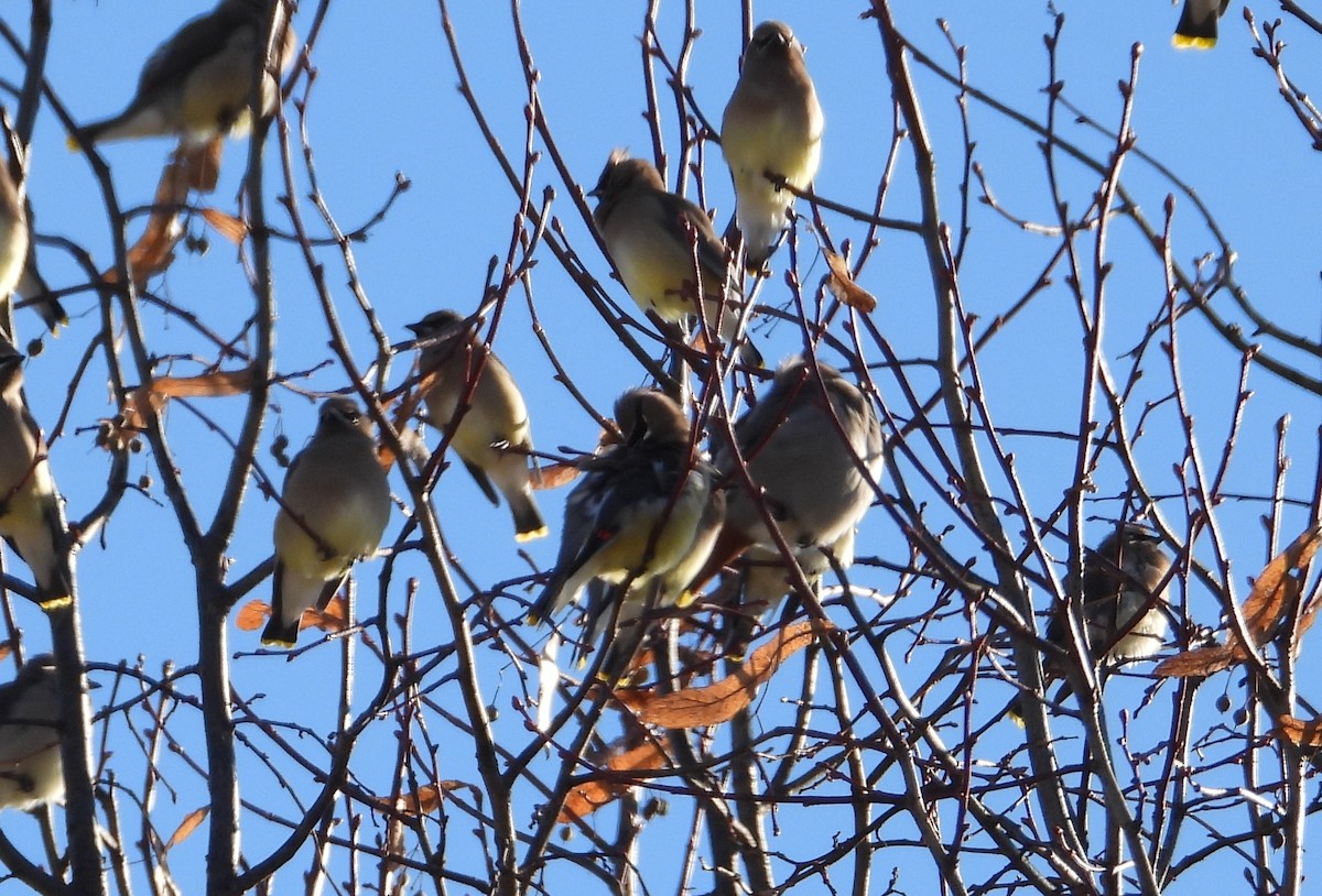 brkoslav severní - ML398440601