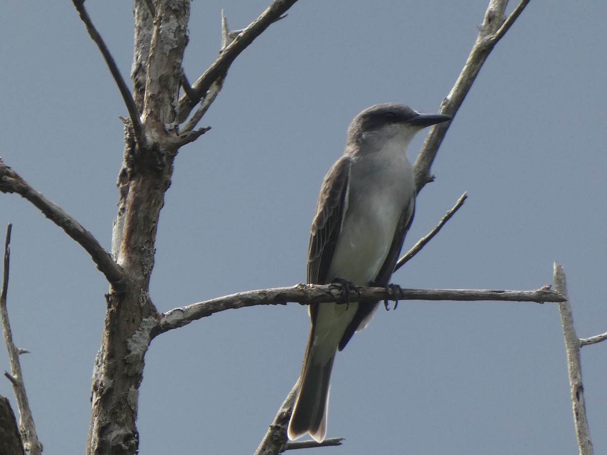 Gray Kingbird - ML398441541