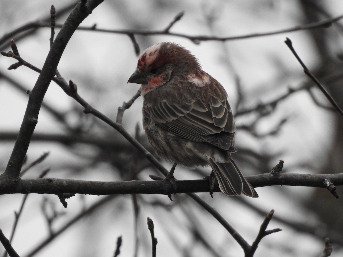 hýl rudoprsý - ML398442631