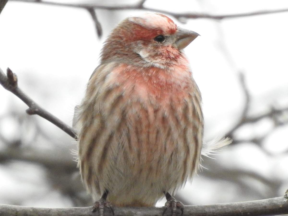 hýl rudoprsý - ML398442701