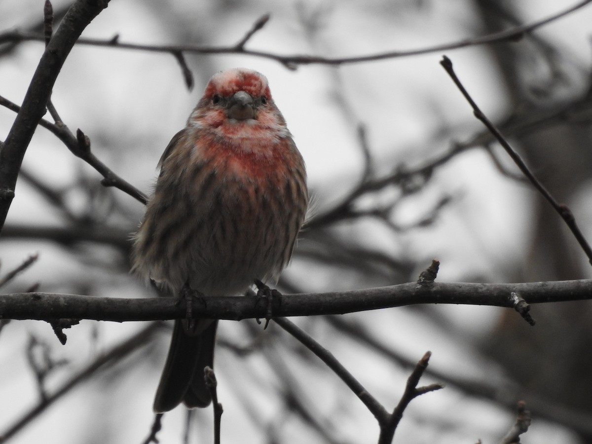 hýl rudoprsý - ML398442741