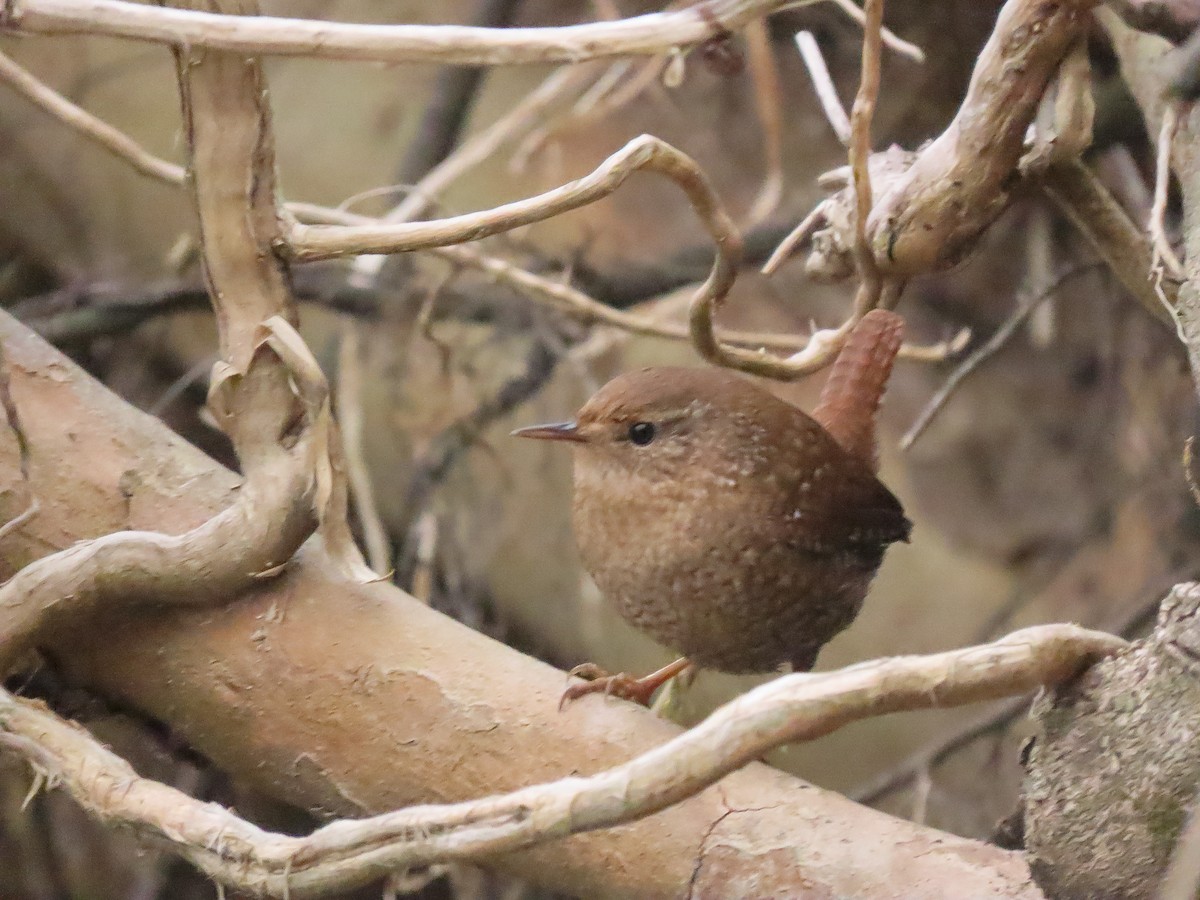 Winter Wren - ML398444831