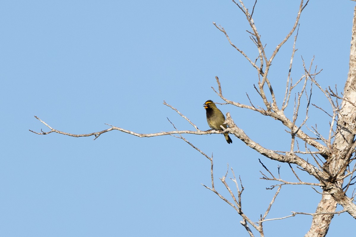 Yellow-faced Grassquit - ML398444971