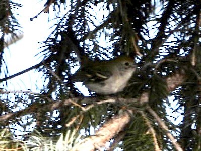 brunsideparula - ML398445271