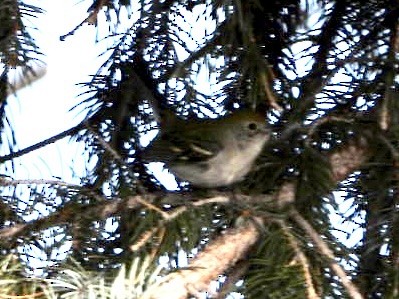 Chestnut-sided Warbler - ML398445271