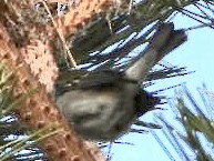 brunsideparula - ML398445291
