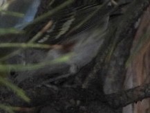 brunsideparula - ML398445301