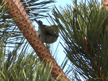 Chestnut-sided Warbler - ML398445311