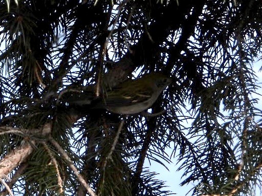 brunsideparula - ML398445321