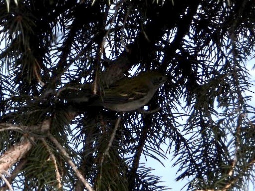 Chestnut-sided Warbler - ML398445321