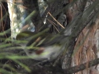 brunsideparula - ML398445331