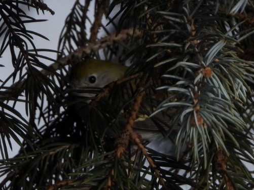brunsideparula - ML398445341