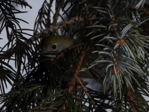 Chestnut-sided Warbler - ML398445341