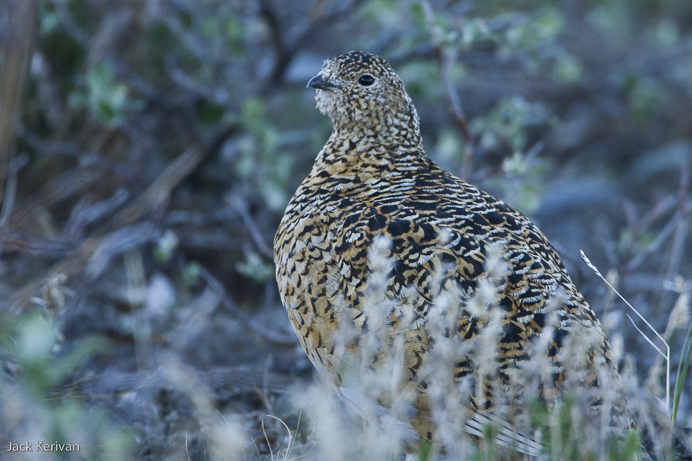 Willow Ptarmigan - ML398446381