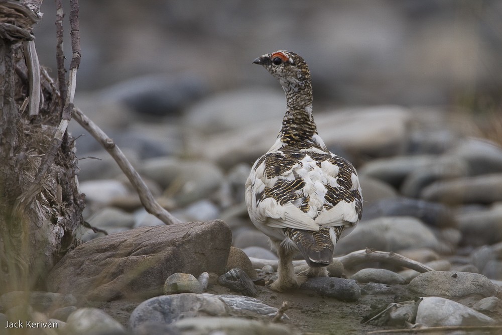 Rock Ptarmigan - ML398446501