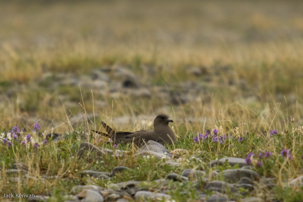 Parasitic Jaeger - ML398446801