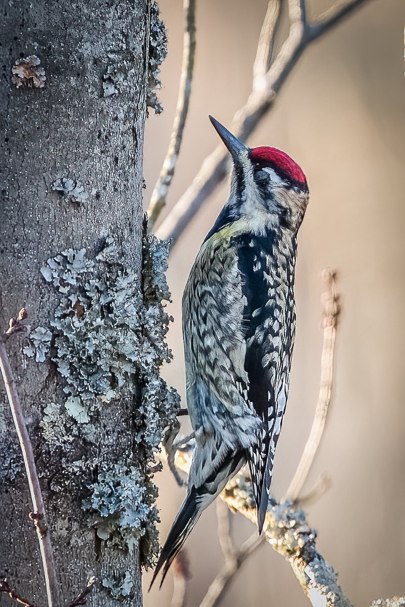 Yellow-bellied Sapsucker - ML398448311