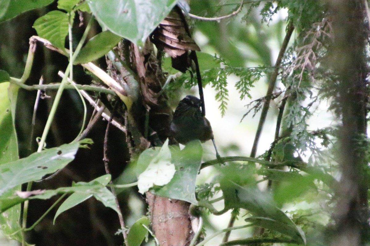 Gray-breasted Wood-Wren - Mathew Zappa