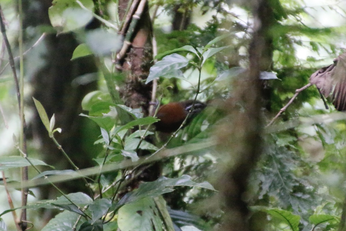 Gray-breasted Wood-Wren - Mathew Zappa