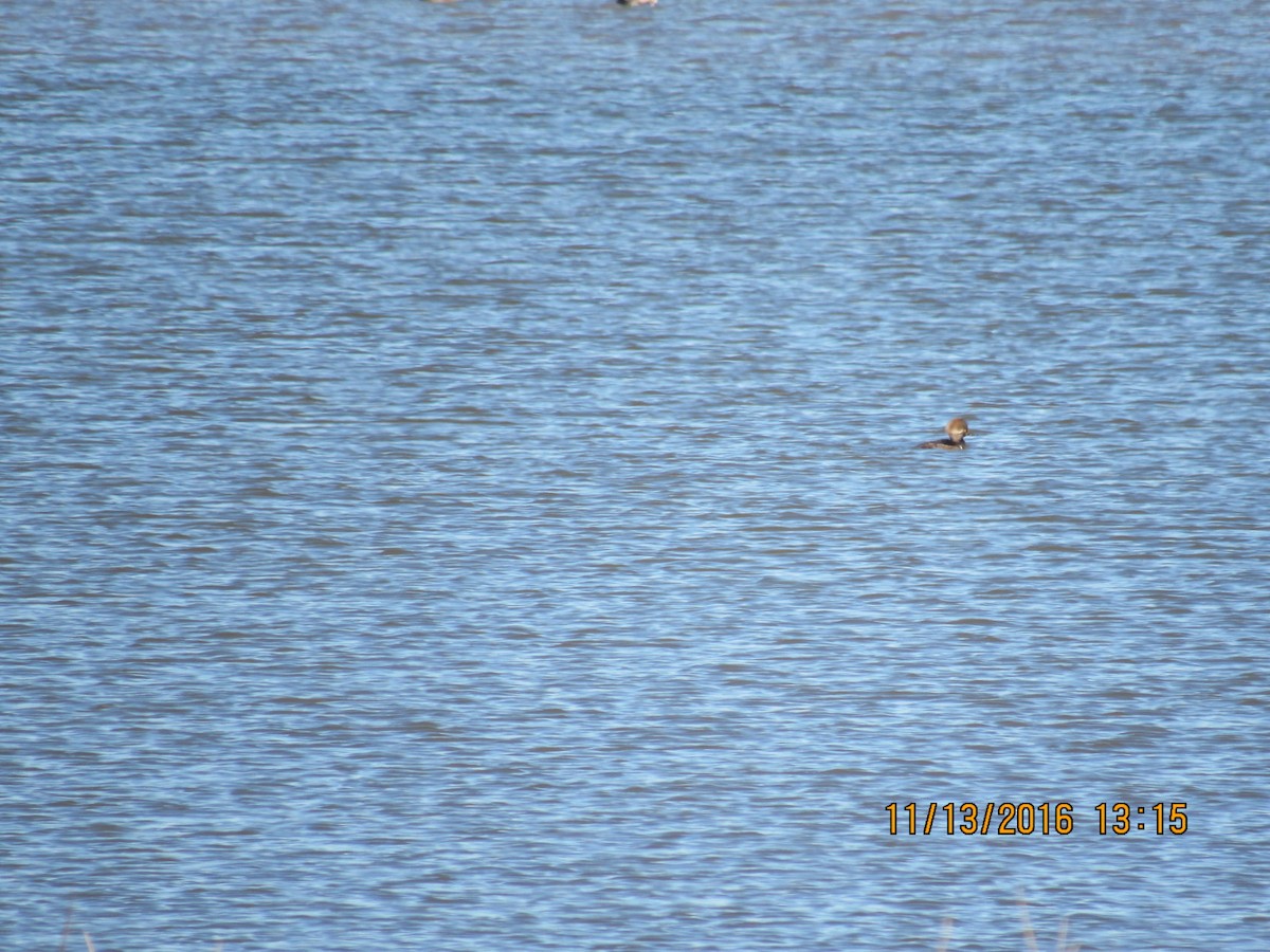 Hooded Merganser - Ken Feltin