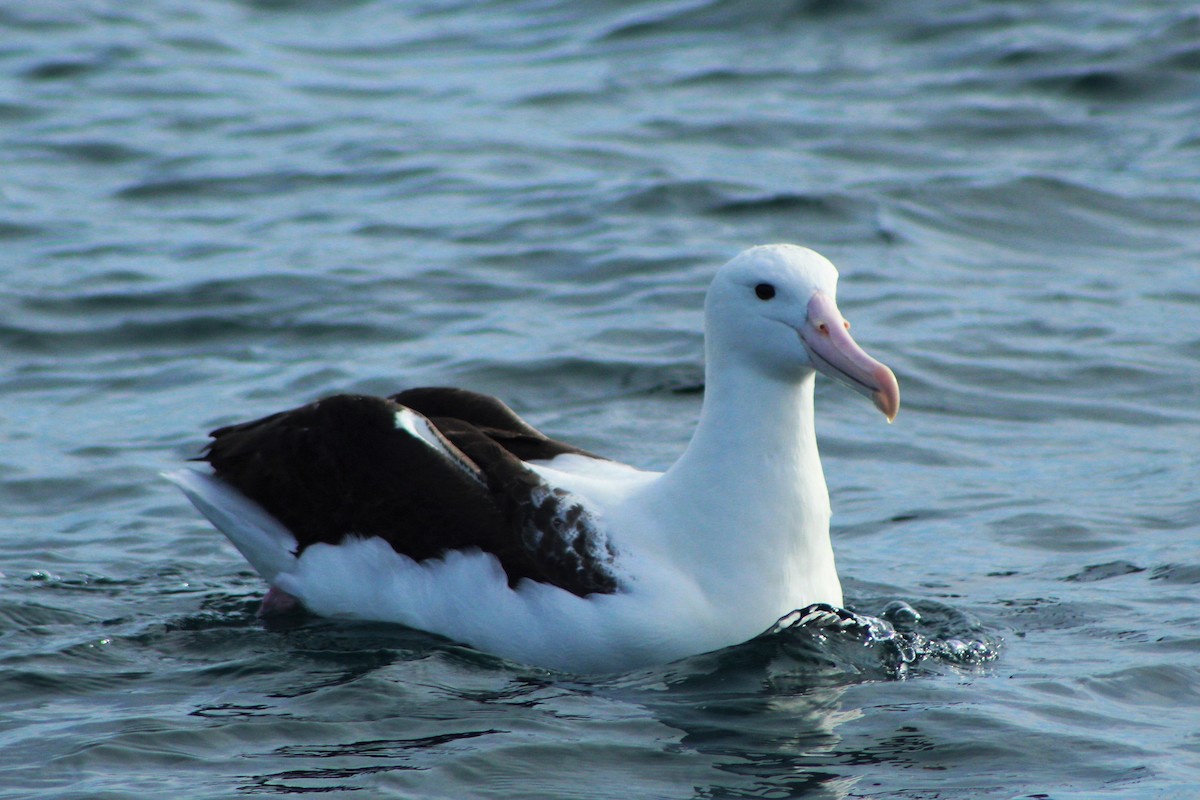 Northern/Southern Royal Albatross - Matías Garrido 🐧