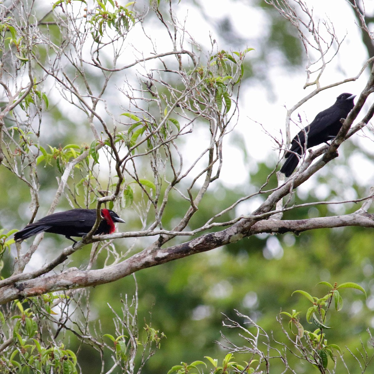 Purple-throated Fruitcrow - ML398454941