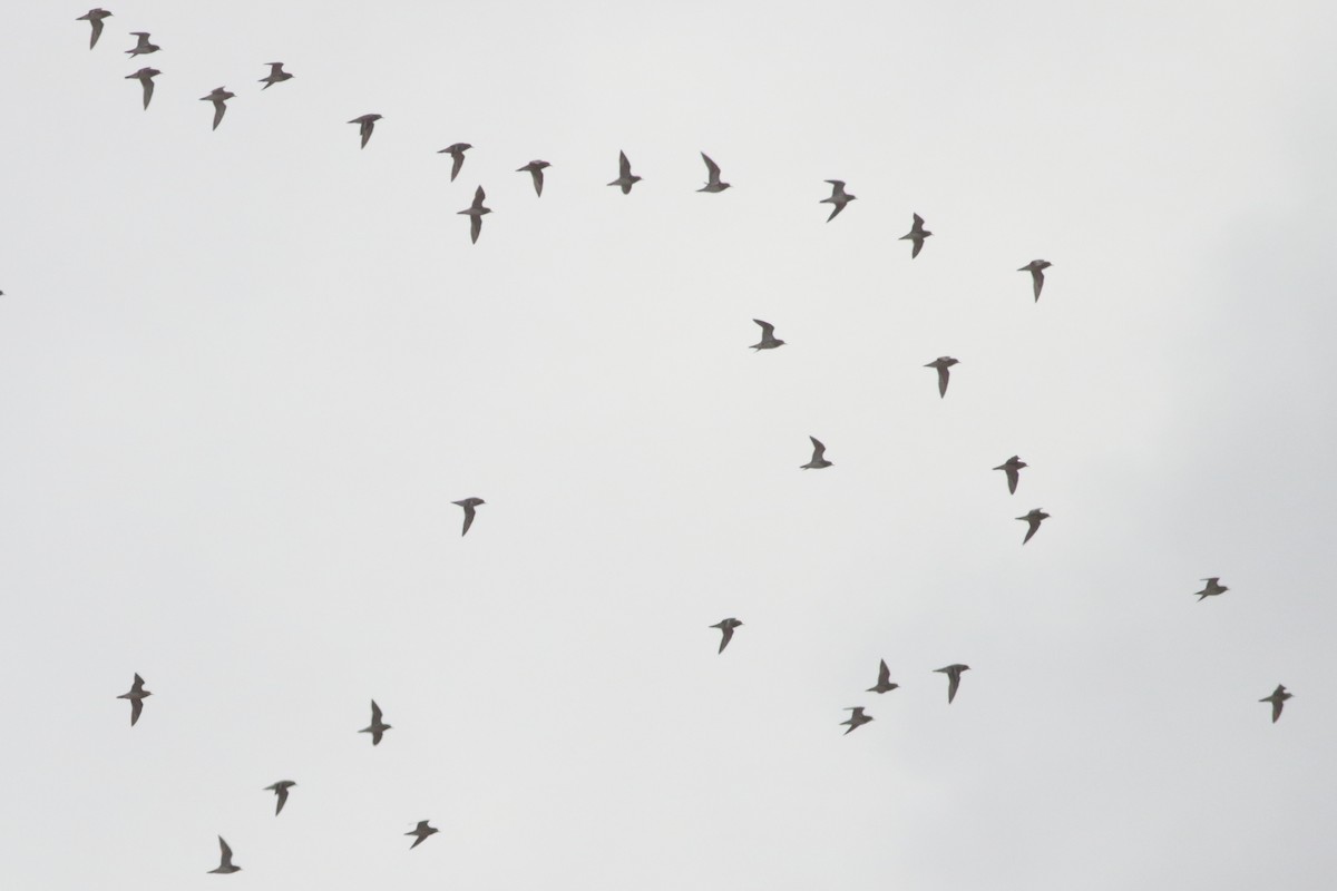 European Golden-Plover - ML398455121