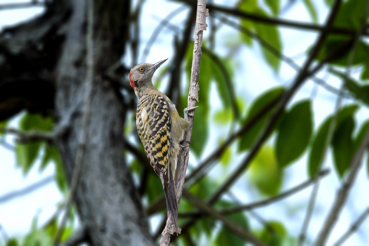 Hispaniolan Woodpecker - Bradley Hacker 🦜