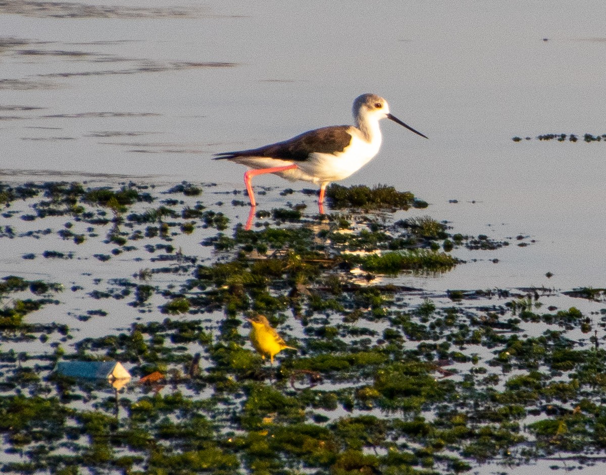 Western Yellow Wagtail - ML398457491