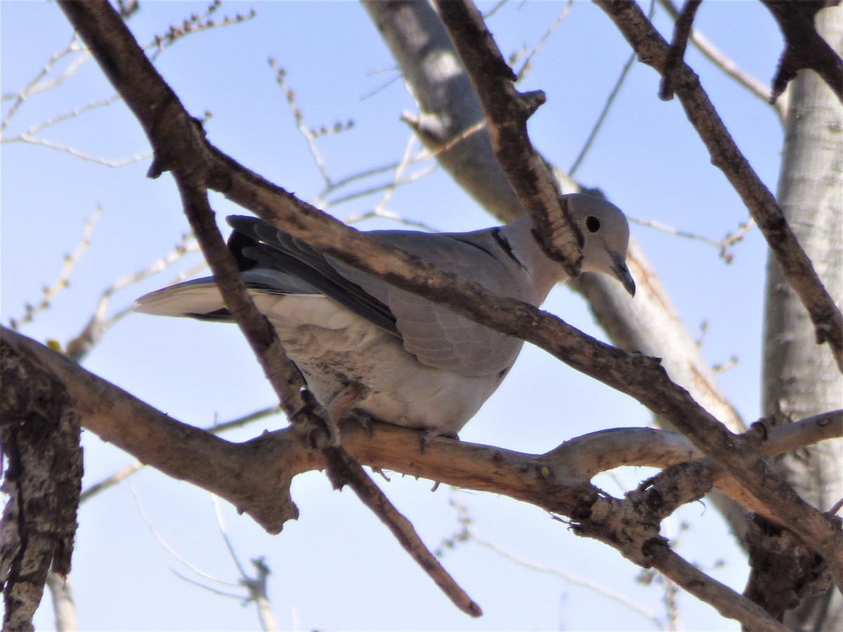 Eurasian Collared-Dove - ML398458911