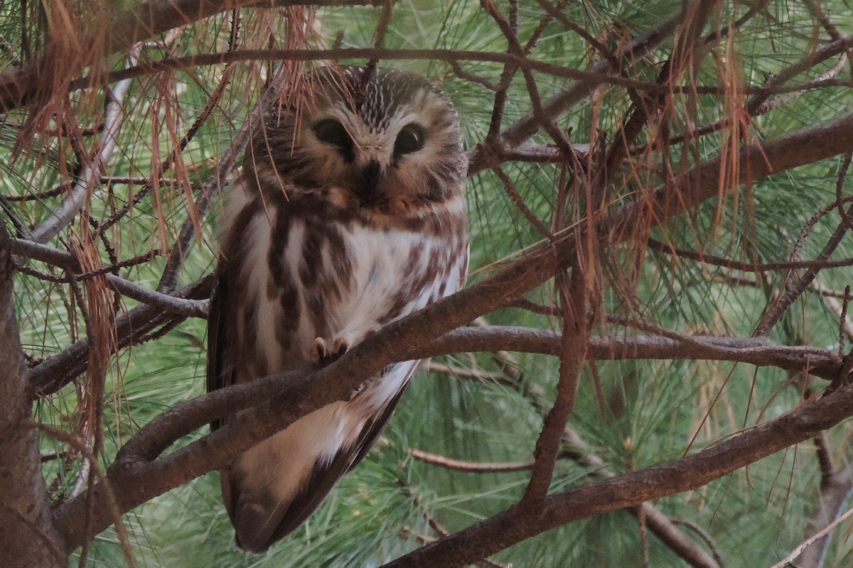 Northern Saw-whet Owl - ML398460291