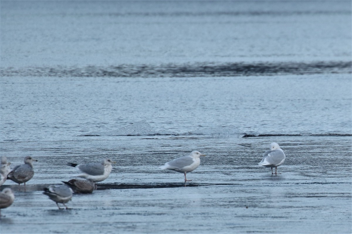 Glaucous Gull - ML398461811