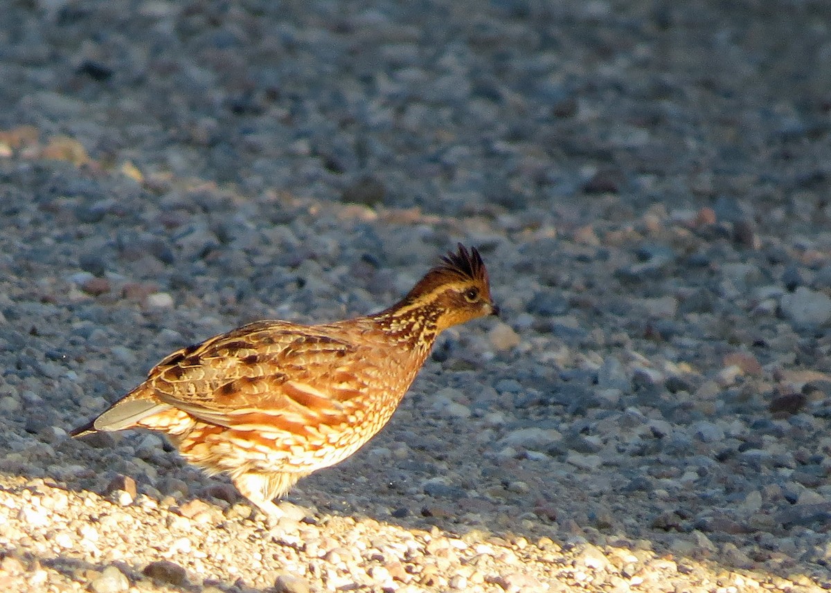 Northern Bobwhite - ML39846201