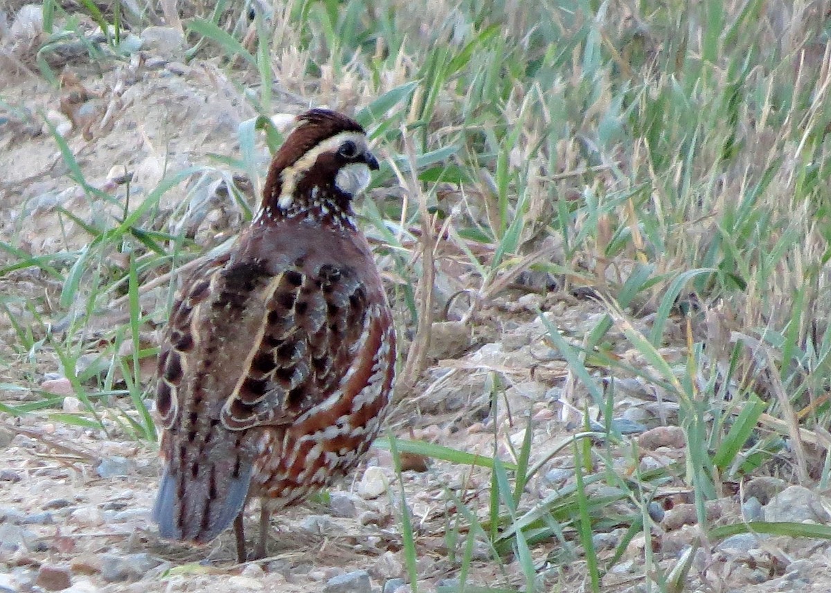 Northern Bobwhite - ML39846281