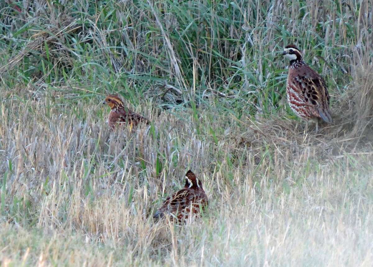 Northern Bobwhite - ML39846291
