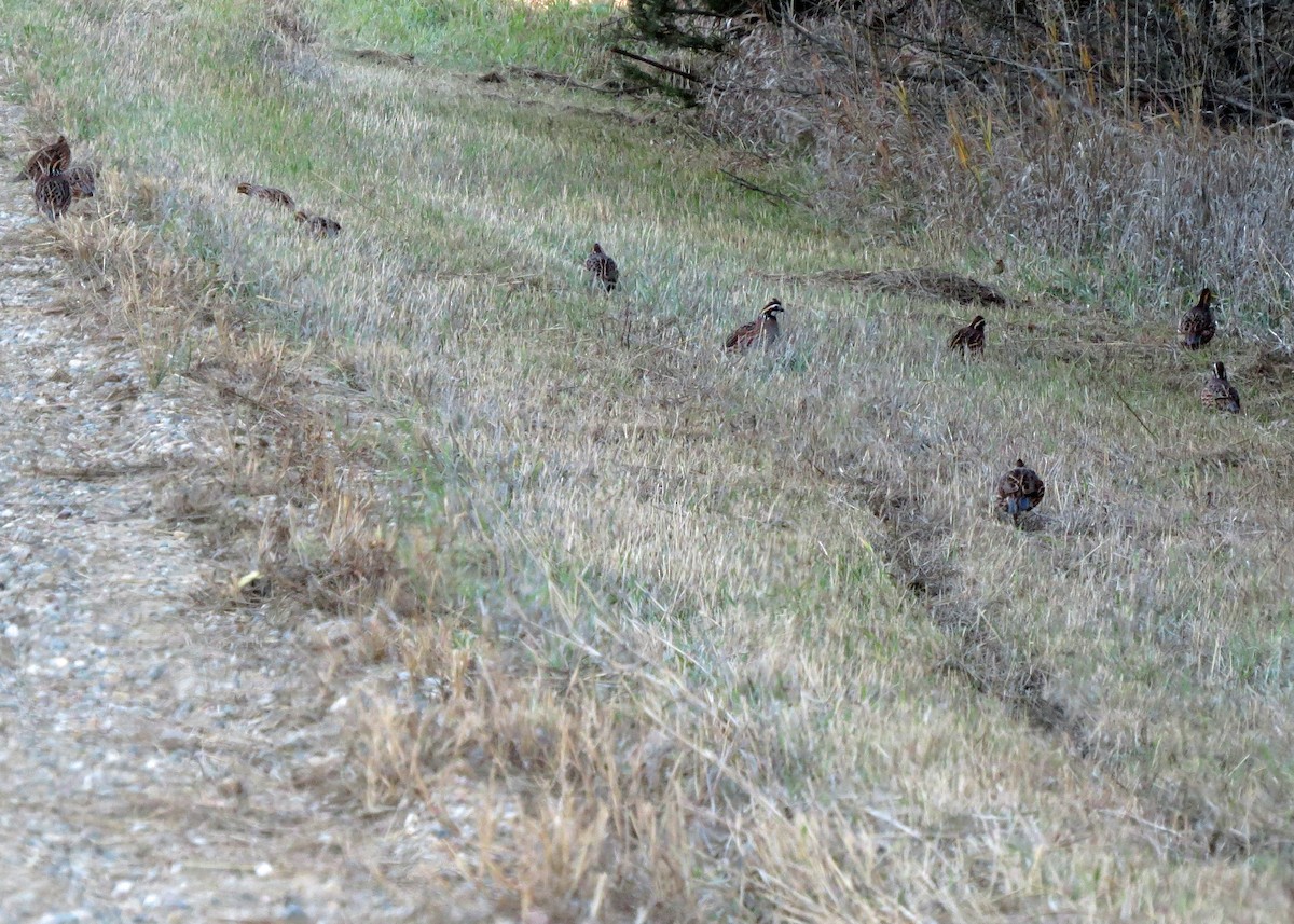 Northern Bobwhite - ML39846311