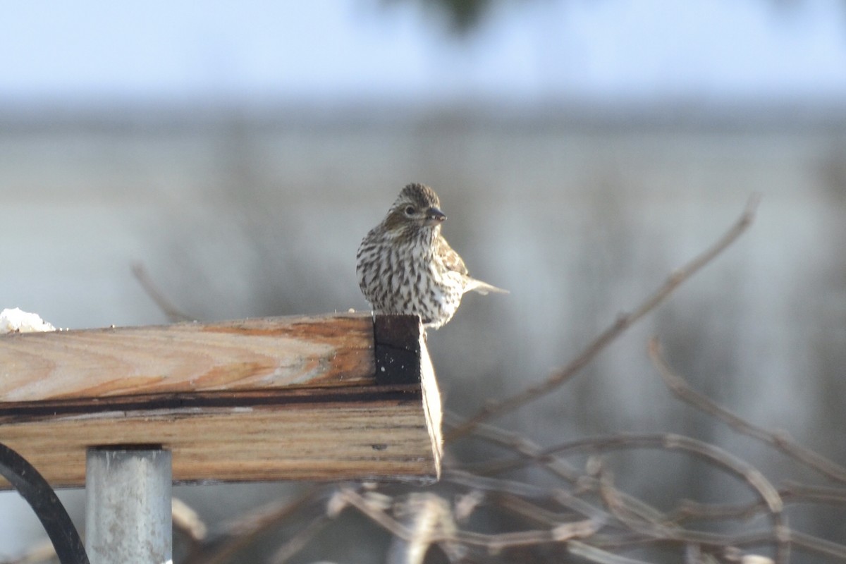 Cassin's Finch - ML398463201