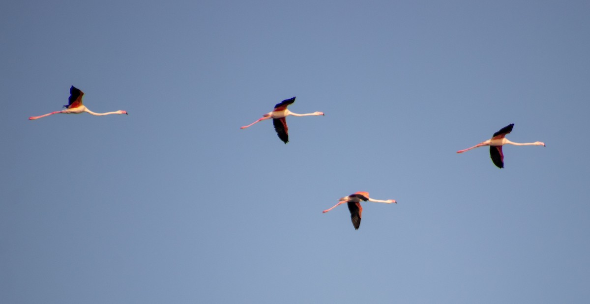Greater Flamingo - Terry Wells