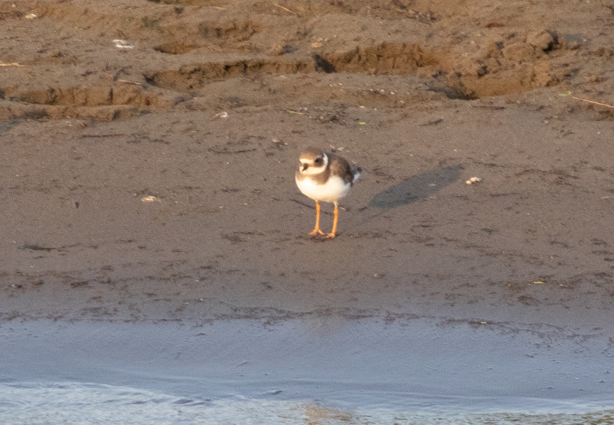 Common Ringed Plover - Terry Wells