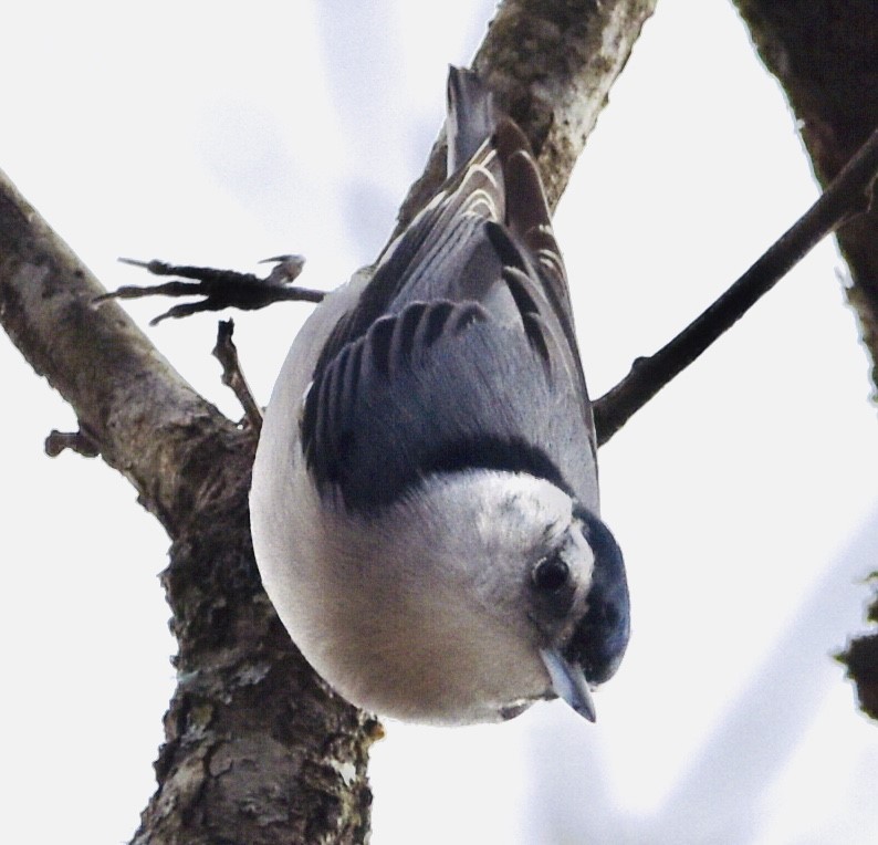 White-breasted Nuthatch - ML398464311