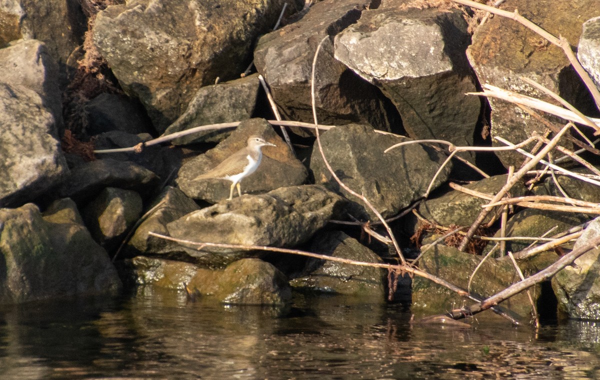 Bruchwasserläufer - ML398464401