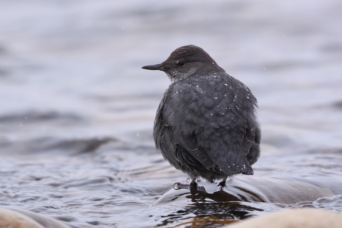 American Dipper - Calvin S