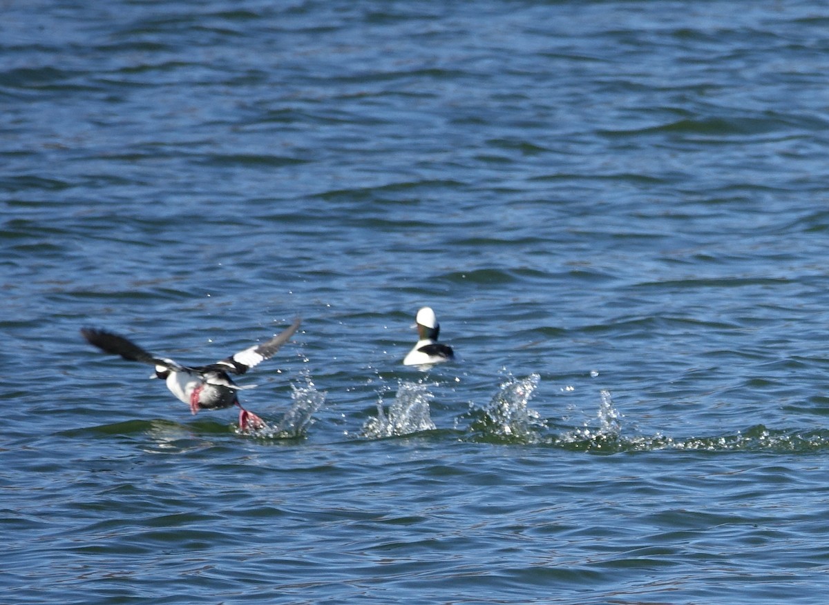 Bufflehead - ML39846601