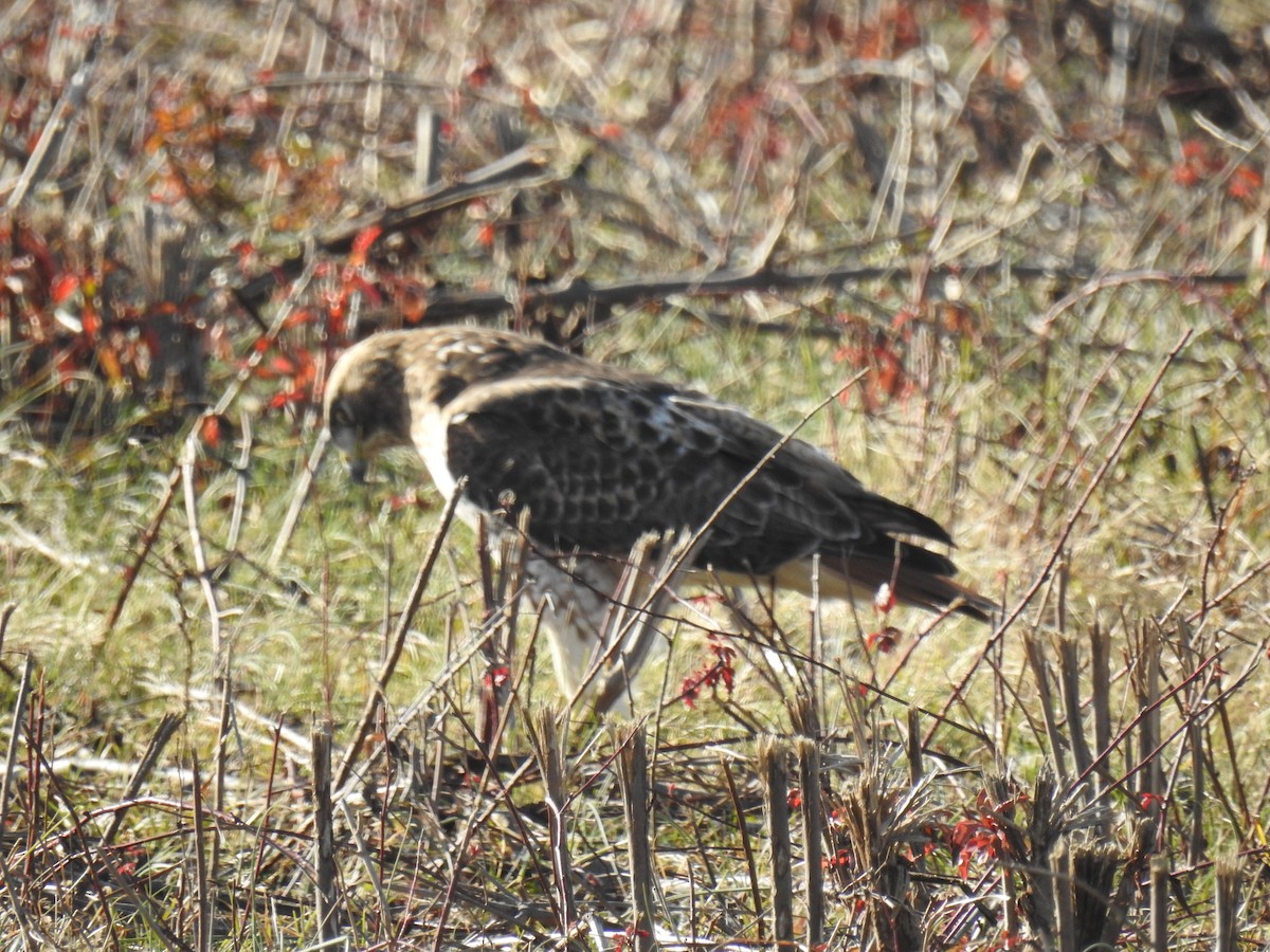 Red-tailed Hawk - ML398466871