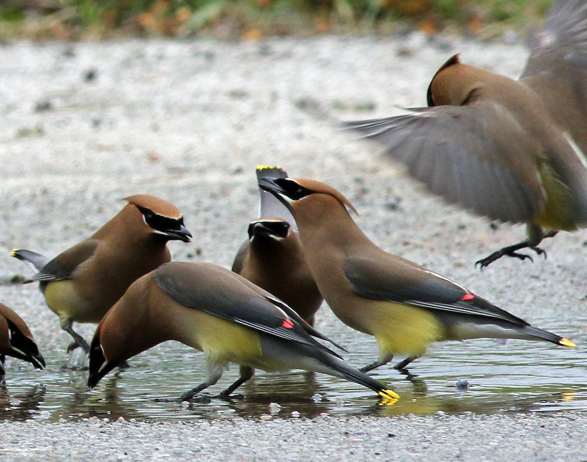 Cedar Waxwing - ML39846741