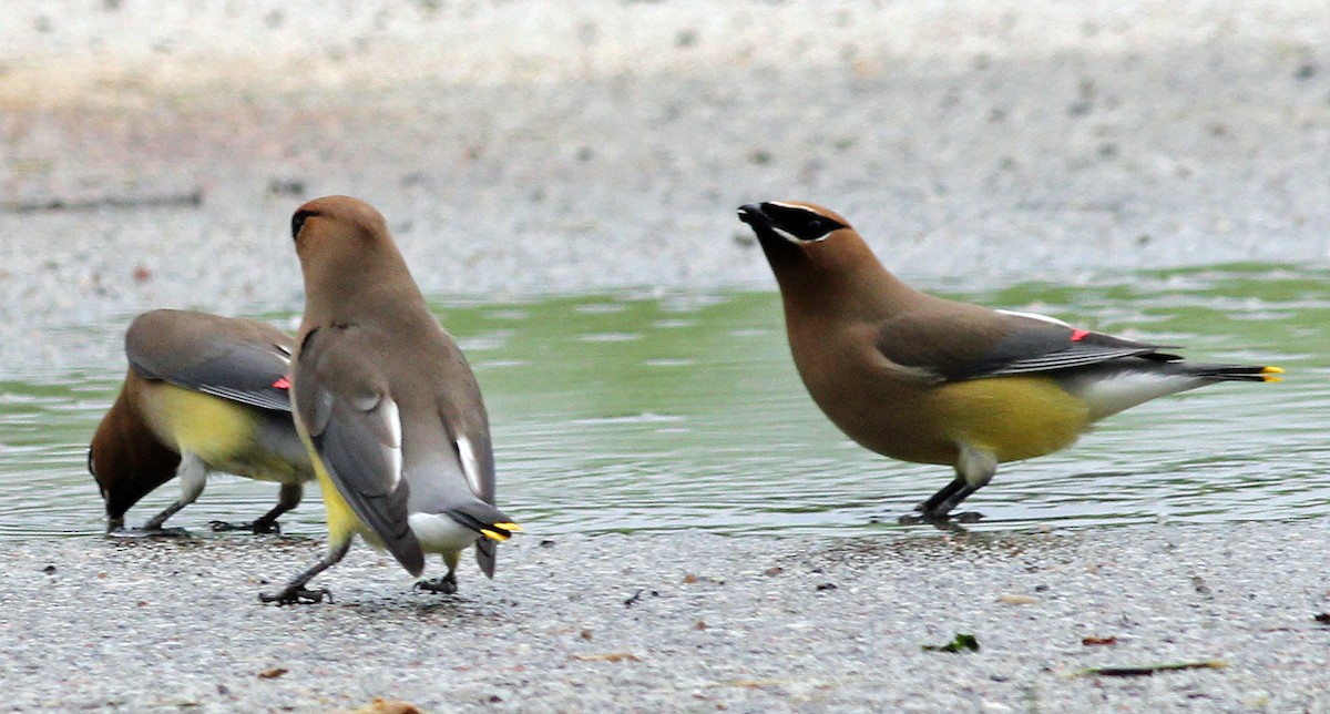 Cedar Waxwing - ML39846751