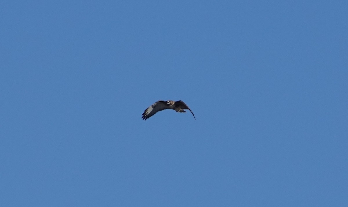 Red-tailed Hawk - Robert Dixon