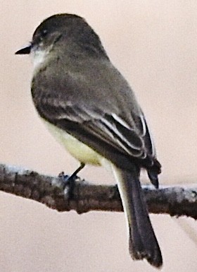 Eastern Phoebe - ML398469301